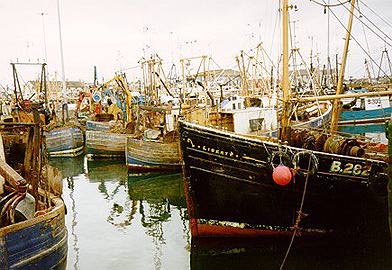 Boats in Portavogie Harbour